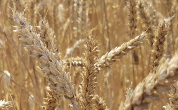 Желтая карликовость ячменя на пшенице лучше контролируется смесью биостимулятора с пиретроидом