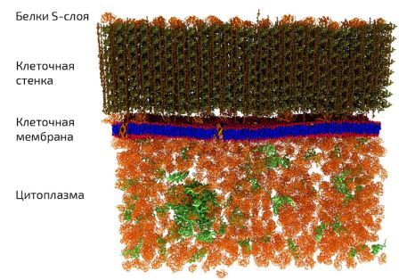 Физики МГУ сконструировали искусственную мембрану клетки новым способом