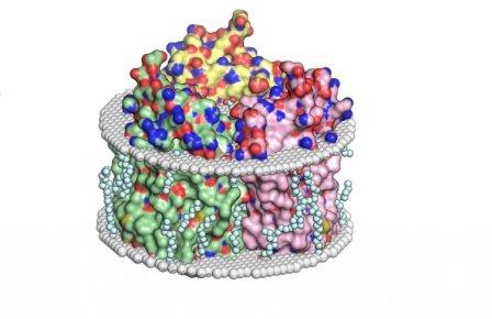 Ученые МФТИ пролили свет на перенос ионов живыми клетками