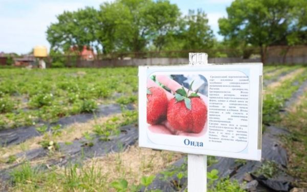 Ставропольский ГАУ участвует в развитии ягодного бренда края