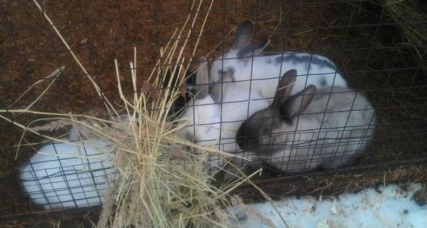 Зимовка кроликов без риска обморожения ушей