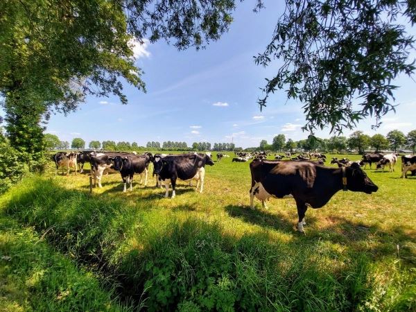 В нижегородских сельхозорганизациях производство молока выросло на 4,1%