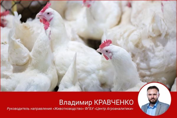 Россия наращивает объемы производства мяса птицы
