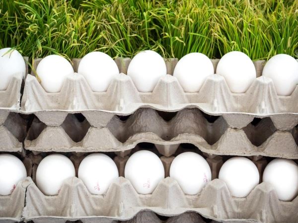 В Омской области производство яиц увеличилось в 1,6 раза