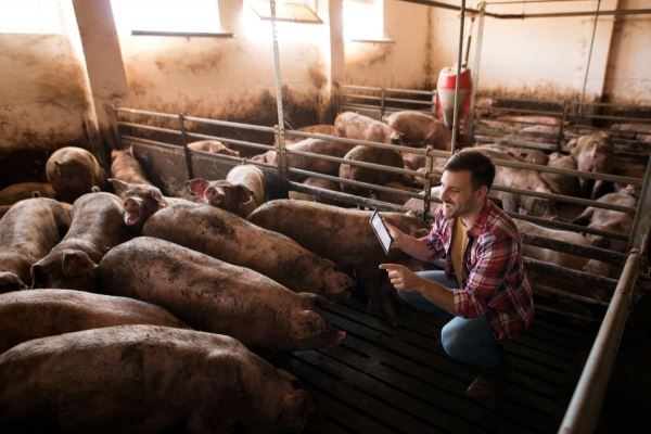 Рост экспорта российской свинины возможен при условии открытия рынка Китая — эксперт