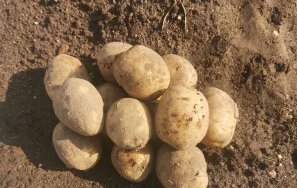Более 41 тонны картофеля проверили в хранилищах Курской и Орловской областей на два опаснейших патогена