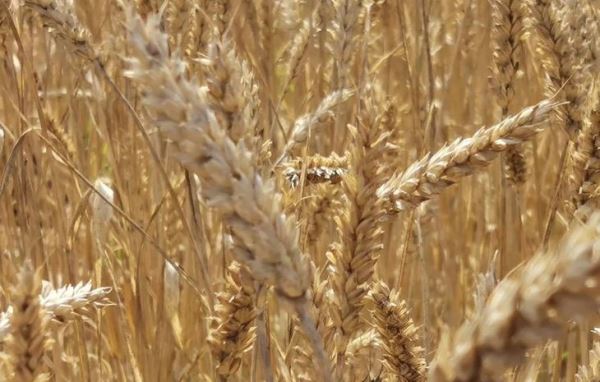 Современные линии пшеницы могут потерять 4 процента урожая при повышении глобальной температуры на градус