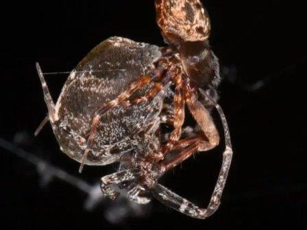 Азиатский паук после спаривания катапультируется со скоростью 88 сантиметров в секунду