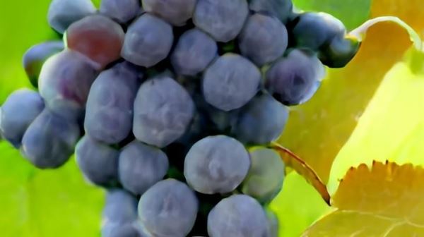 Калий и виноград: больше не значит лучше