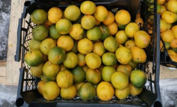 Самые сладкие мандарины сатсума из Турции прошли проверку Россельхознадзора