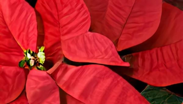 Рождественская звезда пуансеттия заставила подумать об ужесточении регулирования пестицидов в цветоводстве