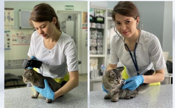 Российский ветпрепарат для лечения кожных заболеваний у кошек разработали в Ставропольском ГАУ