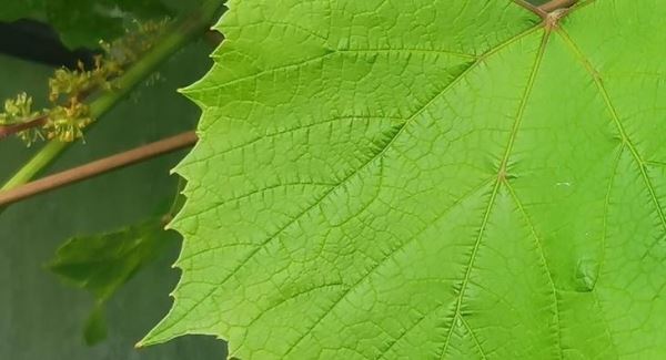 Брокколи поможет винограду защищаться от ложной мучнистой росы