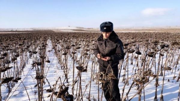 Управлением Россельхознадзора по Оренбургской области выявлено превышение действующих веществ пестицидов в подсолнечнике