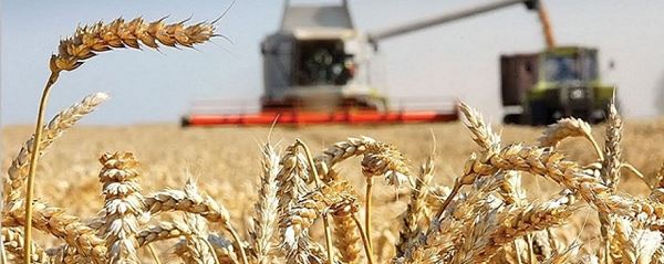 Глава Минсельхоза Патрушев сообщил о рекордно высоком сборе зерна в 2022 году