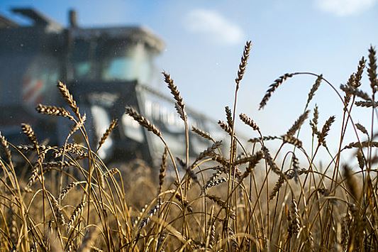 Глава Минсельхоза Патрушев: в России собрали около 150 млн тонн зерна в чистом виде