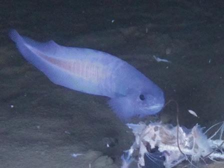 Ихтиологи описали неожиданно синюю глубоководную рыбу