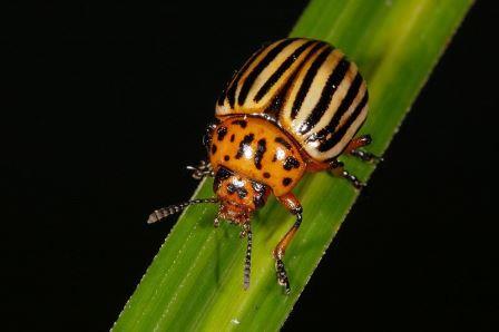 Колорадские жуки способны разрушать и восстанавливать собственные митохондрии
