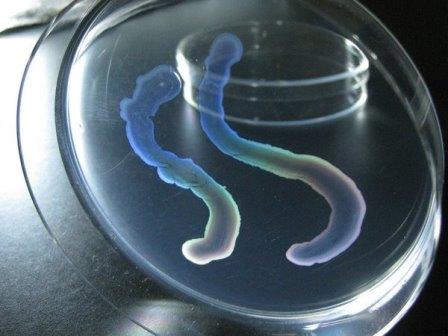 Необычная бактерия из японской пещеры формирует многоклеточное «тело»