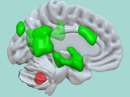 Швейцарские ученые открыли новую функцию мозжечка