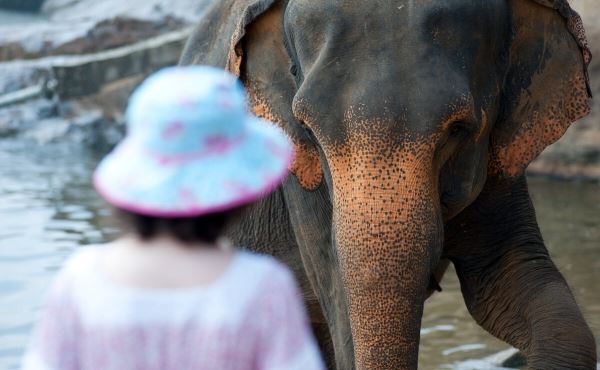 Таиланд и животные: добрые истории<br />
