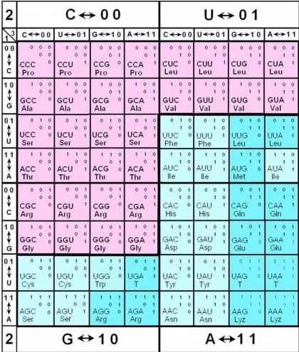 Ученые ЛЭТИ создали «Таблицу Менделеева» для систематизации элементов генетического кода