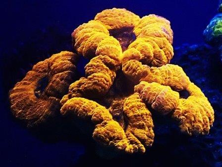 В глубинах Красного моря нашли светящиеся кораллы. Видео