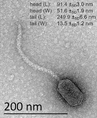 Вирусы использовали белок бактерии в своих целях