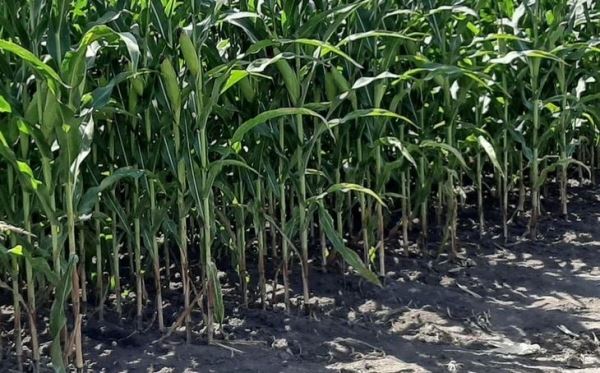Кукуруза парсимониус отличается крутыми корнями и засухоустойчивостью