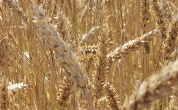 Белок пшеницы и роль азотных удобрений