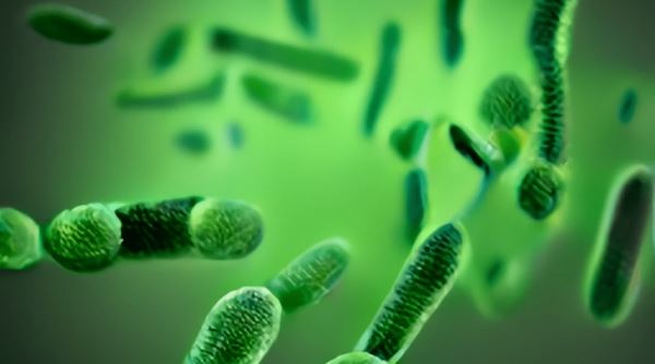 ФГБУ «ВГНКИ» разрабатывает методику выявления ГМ-бактерий в кормах и ветпрепаратах