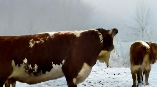 Мерзнут ли коровы зимой