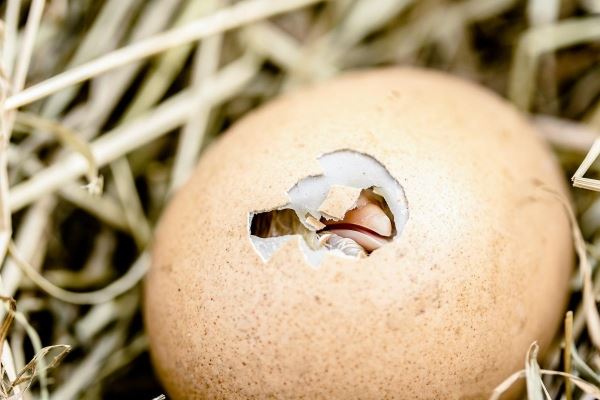 В России создали исследовательский комплекс для определения пола птицы в эмбрионе яйца