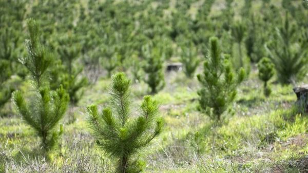 В Омской области восстановили более 520 га леса в 2022 году