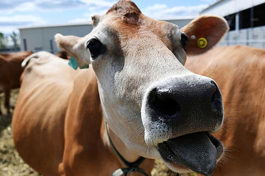 В Кировской области десятки коров и лошадей погибли от голода